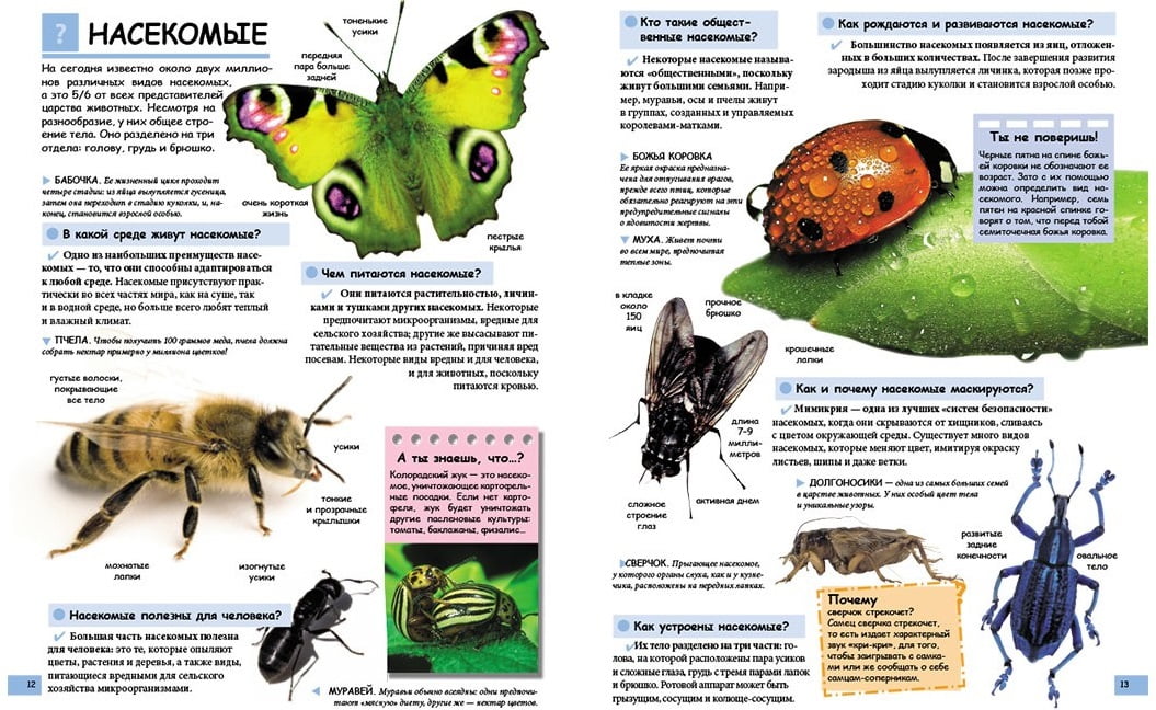 Иллюстрированная детская энциклопедия в вопросах и ответах. Изд-во: Пегас - фото 4