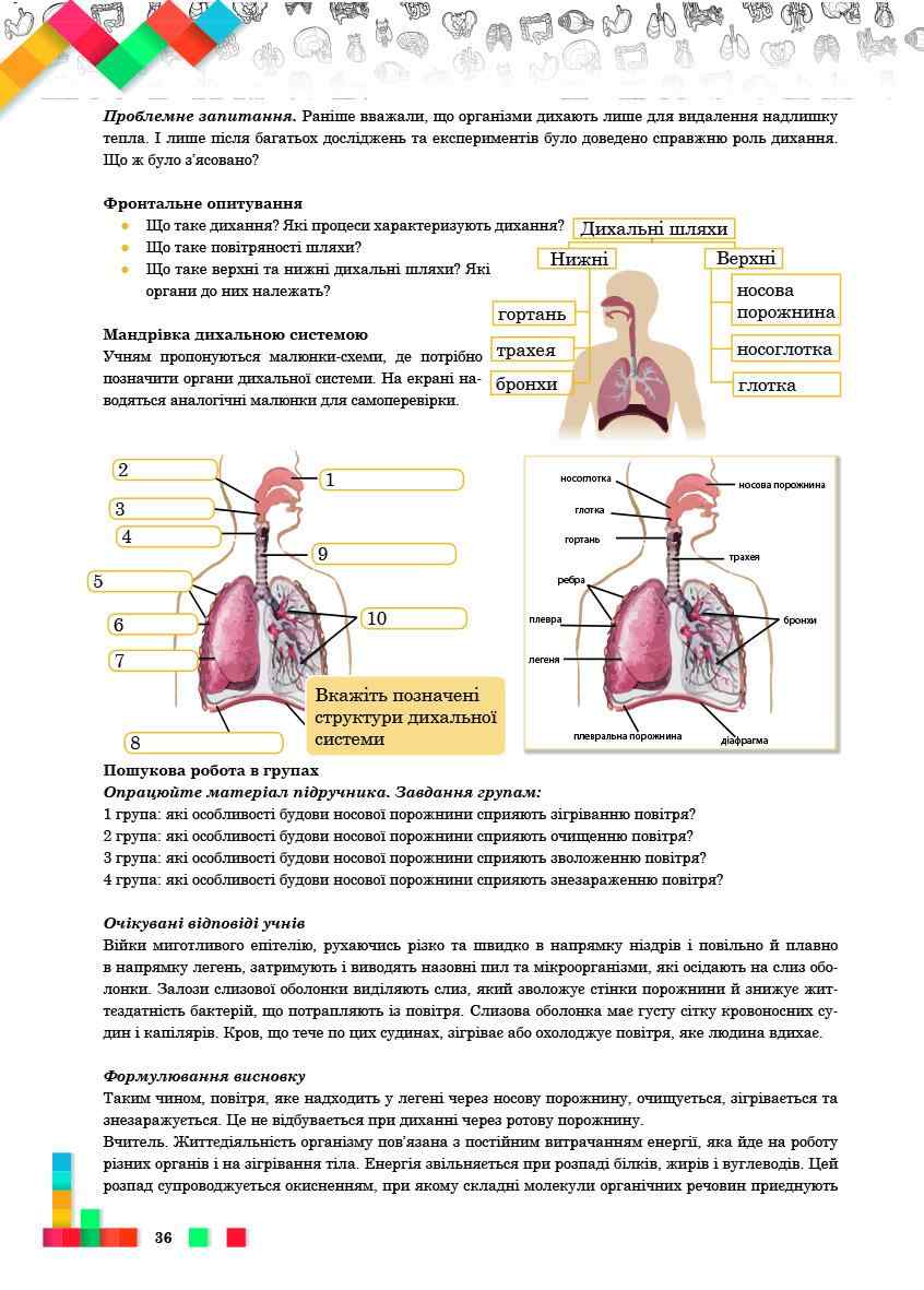 Візуалізація навчального матеріалу на уроках біології 8 клас Мердух І. Соняшник - фото 2
