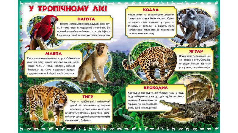 Моя перша книга. Про диких тварин (картонні сторінки, А4 формат, подарункове видання) - фото 2