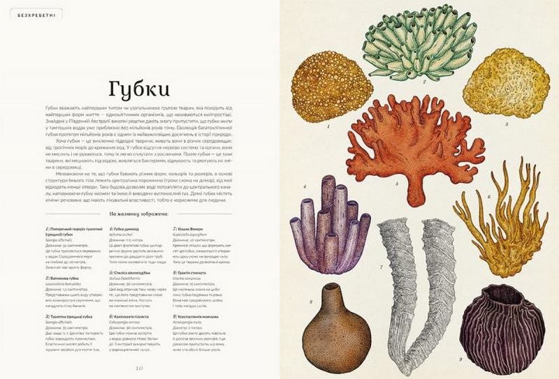 Анімаліум - фото 2