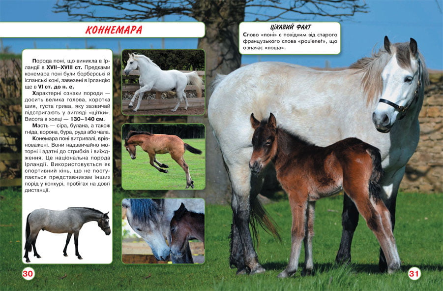 Світ навколо нас. Коні - фото 2