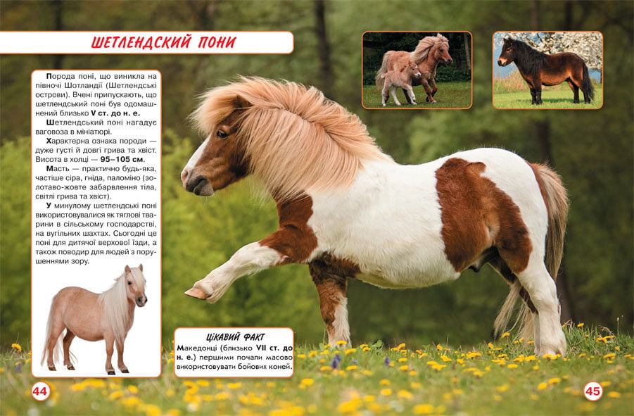 Світ навколо нас. Коні - фото 3
