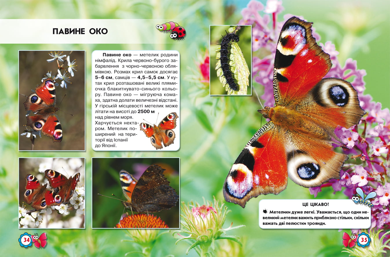 Світ навколо нас. Комахи - фото 3
