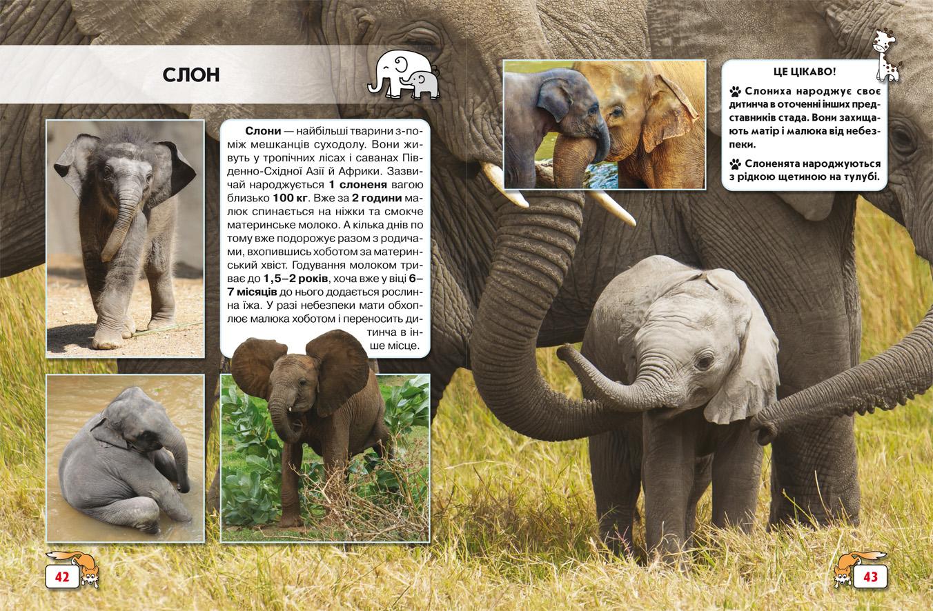 Світ навколо нас. Малята тварин - фото 2