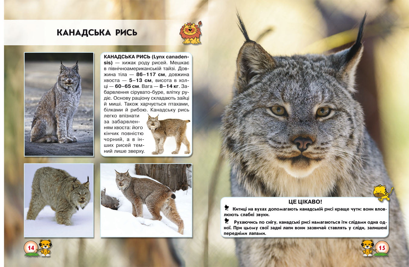 Світ навколо нас. Великі кішки - фото 2