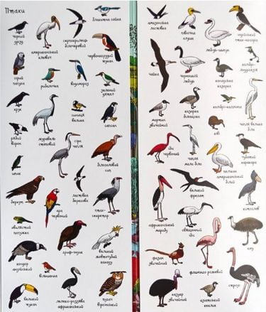 Шукай і знаходь. Тварини - фото 2