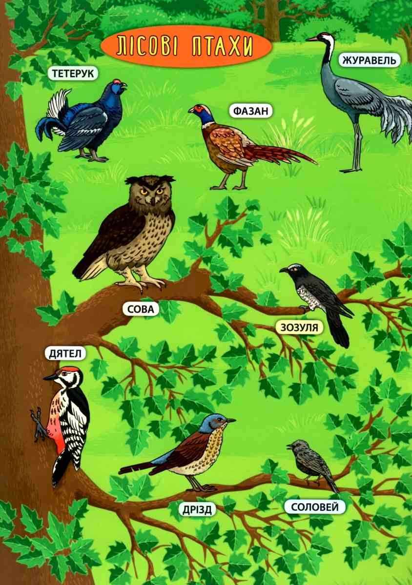 Енциклопедія з наліпками Лісові тварини та рослини Смирнова К. УЛА - фото 2