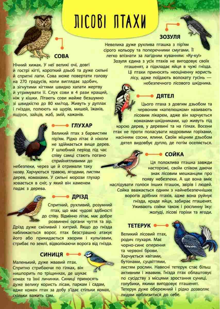 Енциклопедія з наліпками Лісові тварини та рослини Смирнова К. УЛА - фото 3