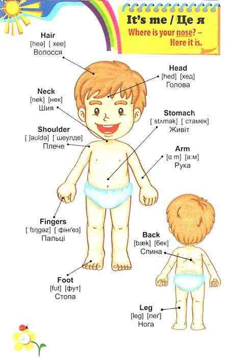 Англійська для дітей Словник у малюнках Швець О. Арій - фото 3