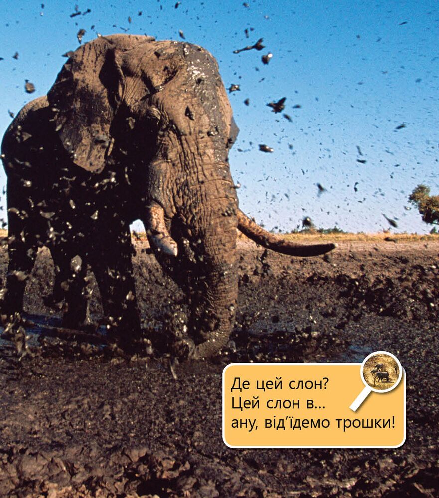 Домашні улюбленці і не тільки… Рівень 5 - фото 3