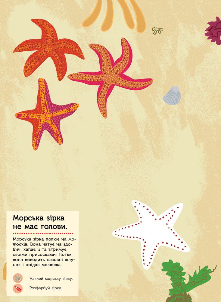 На березі моря Моя книга природи Косно Олівія Ранок - фото 2