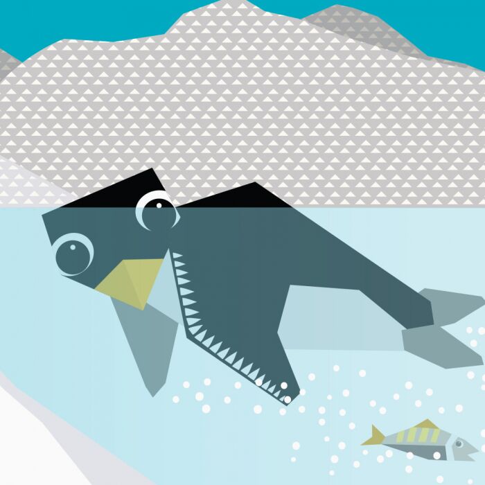 Полярні друзі Книга-картонка Познайомся з нами! Ранок - фото 3