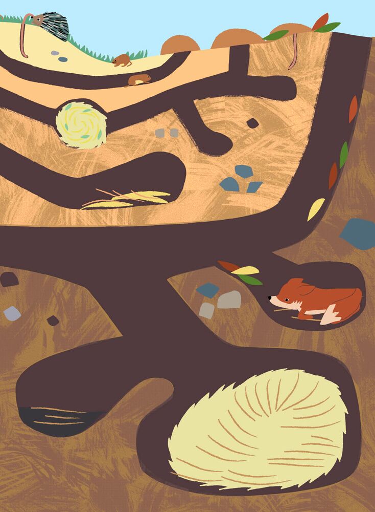 Тварини лісу Моя книга природи з наліпками та завданнями Ранок - фото 3