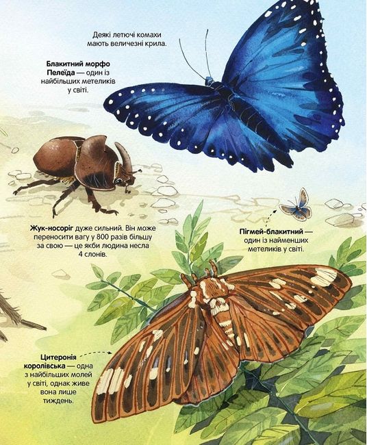 Велика книга комах - фото 3