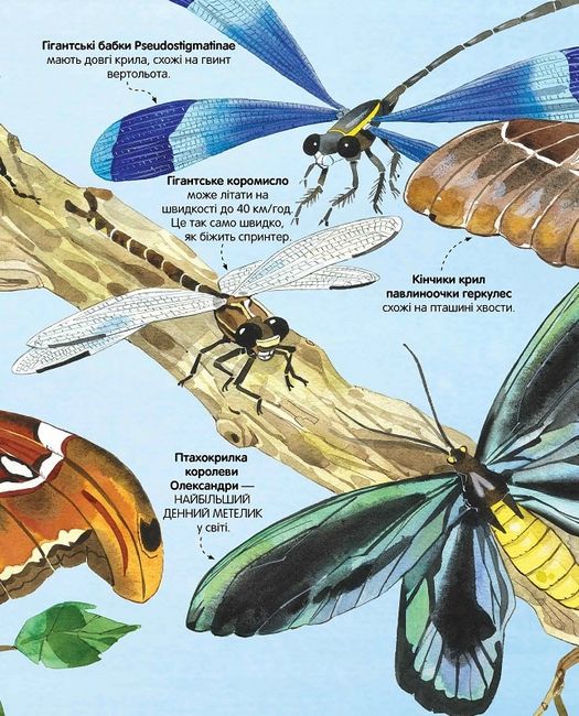 Велика книга комах - фото 4
