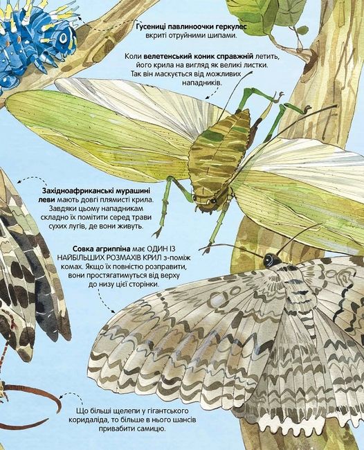 Велика книга комах - фото 5
