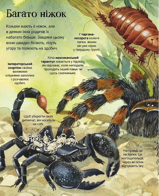 Велика книга комах - фото 6