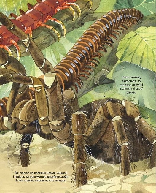 Велика книга комах - фото 7