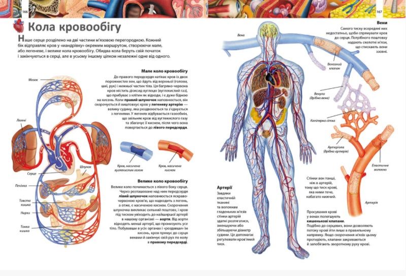 Я і світ навколо мене. Ілюстрована енциклопедія - фото 8