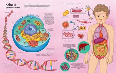 Тіло. Енциклопедія з віконцями - фото 2