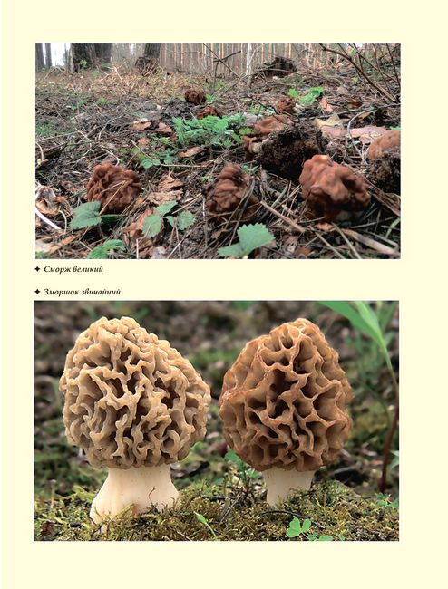 У пошуках грибного царства - фото 3