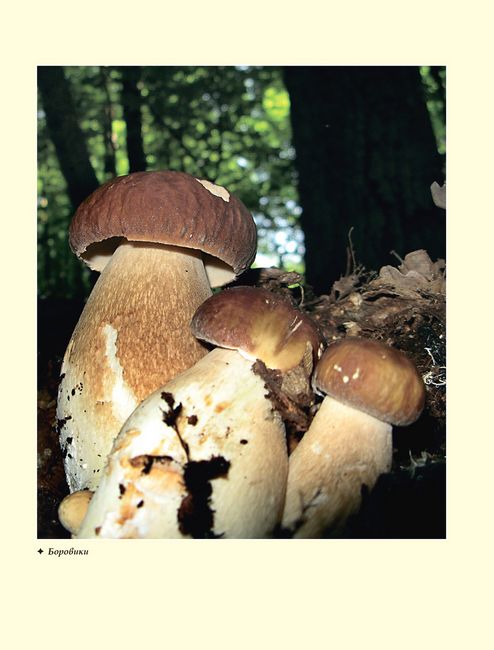 У пошуках грибного царства - фото 4