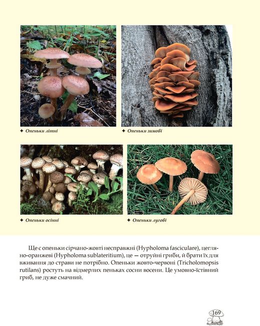 У пошуках грибного царства - фото 6