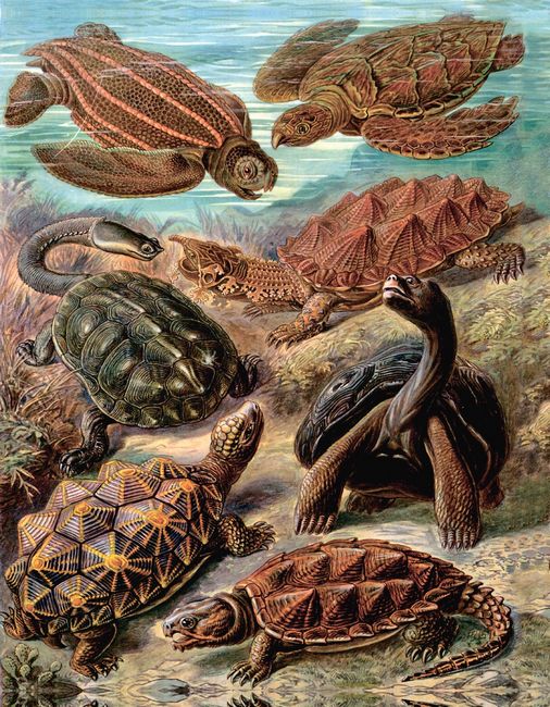 Розповіді про тварин та їх назви - фото 6