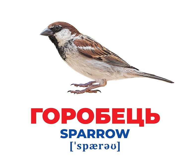 Геній з пелюшок.Птахи України - фото 2