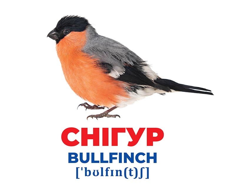 Геній з пелюшок.Птахи України - фото 3