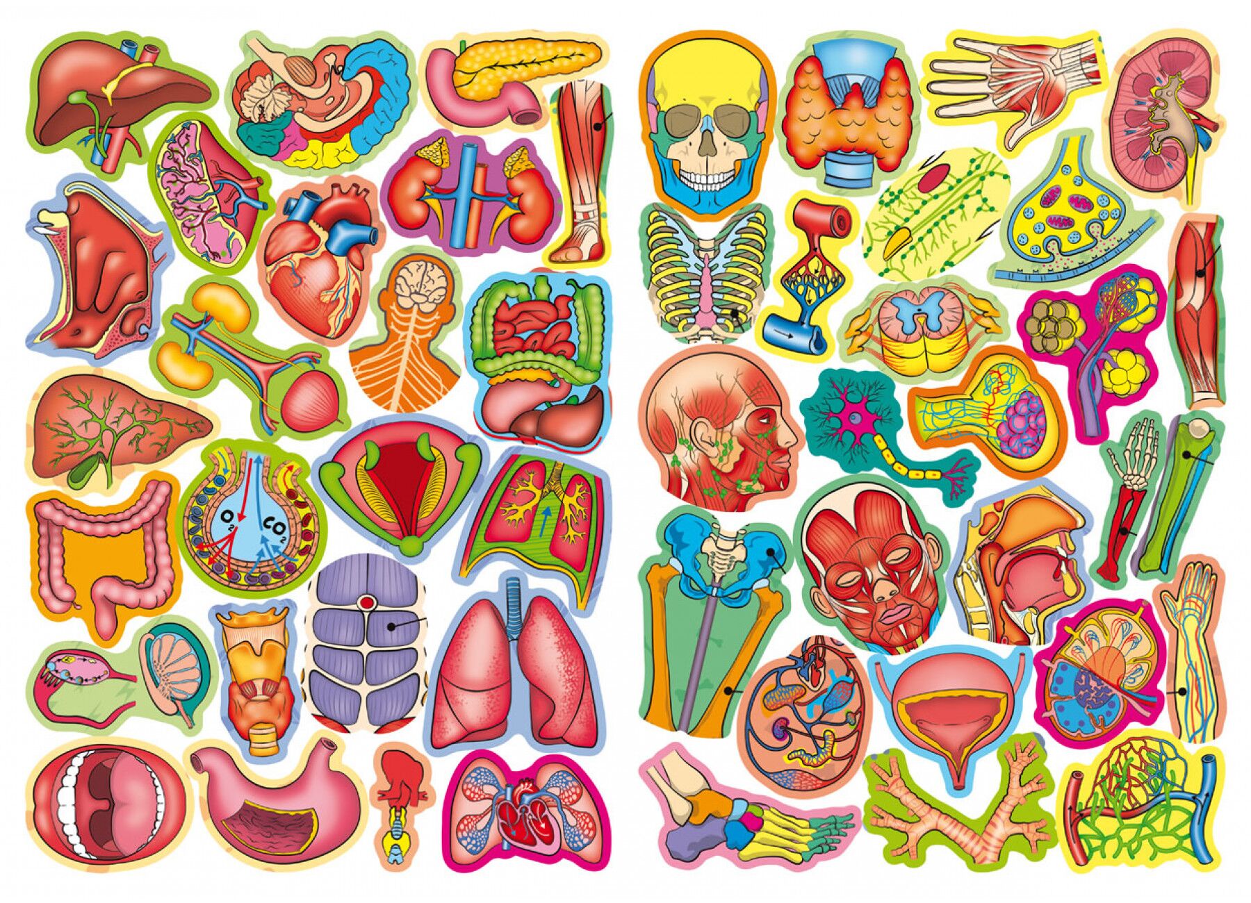 Велика книжка. Розвивальні наліпки. Розумнi завдання. Тіло людини. Crystal Book. - фото 4