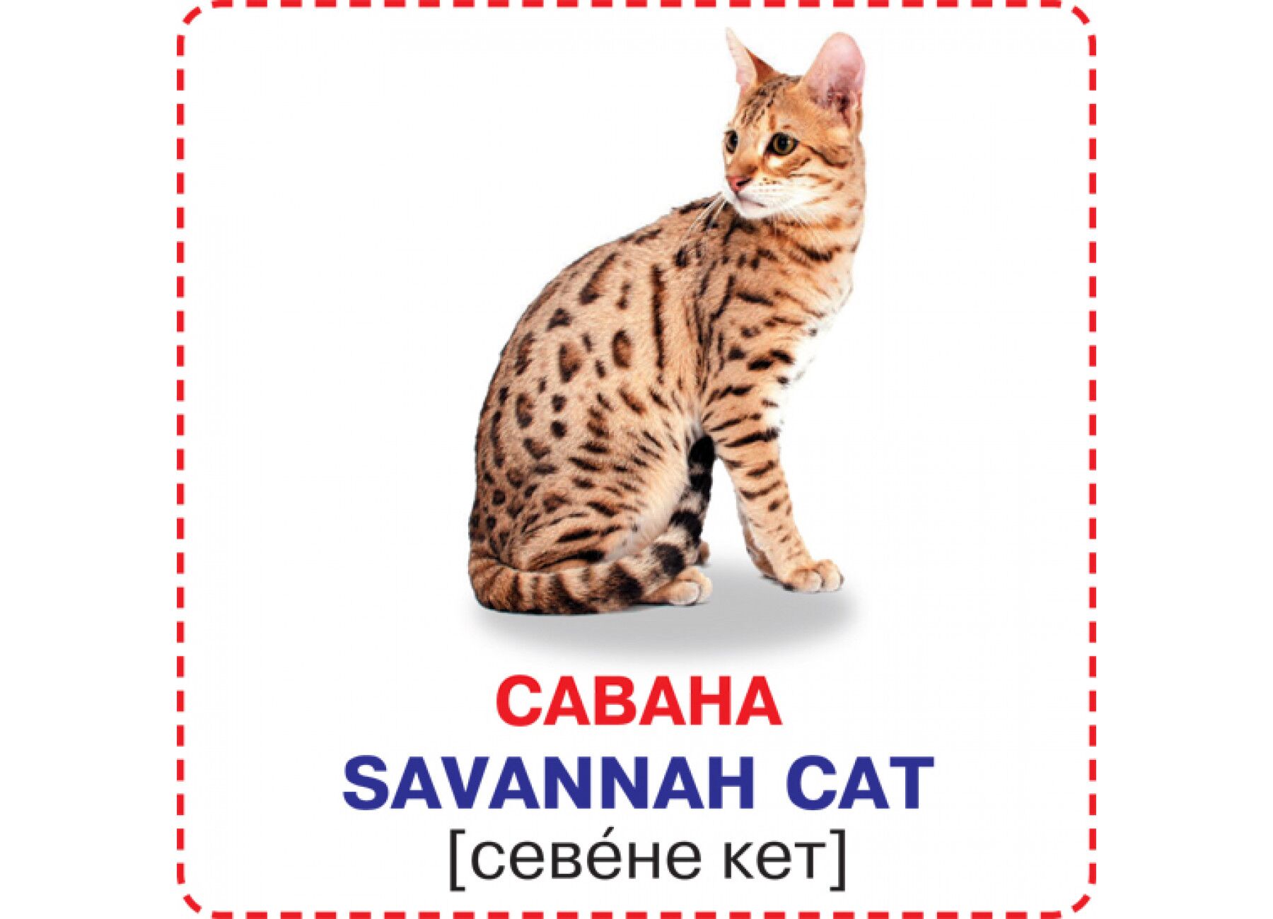 Розумні картки. Кішки. 12 карток. Crystal Book. - фото 2