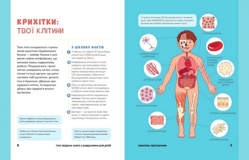 Тіло людини. Книжка з розвивальними завданнями для дітей - фото 3