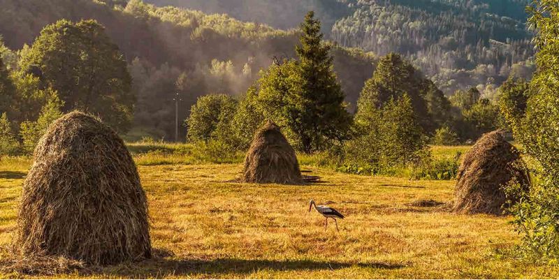 Смаки Буковини. Гастрономічний путівник традиційної кухні - фото 5