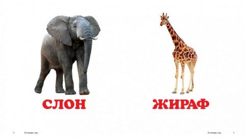 У зоопарку - фото 2