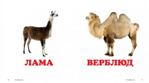 У зоопарку - фото 4