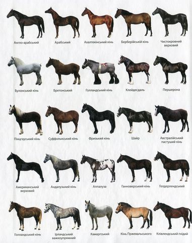 Коні і поні. Міні-енциклопедія. 50 найвідоміших різновидів - фото 3