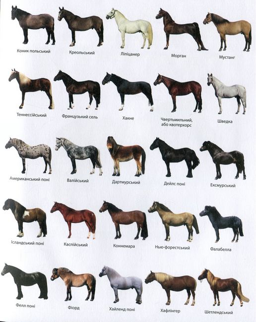 Коні і поні. Міні-енциклопедія. 50 найвідоміших різновидів - фото 4