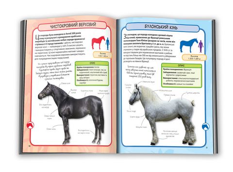 Коні і поні. Міні-енциклопедія. 50 найвідоміших різновидів - фото 7