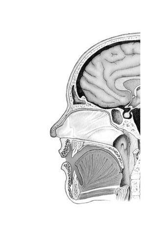 Ми - це наш мозок - фото 2