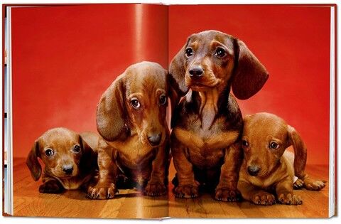 Dogs: Photographs 1941-1991 - фото 5