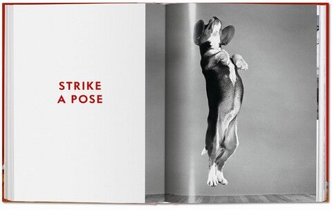 Dogs: Photographs 1941-1991 - фото 8