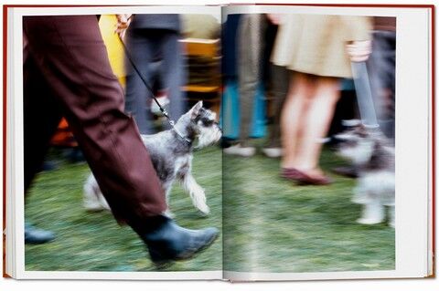 Dogs: Photographs 1941-1991 - фото 10