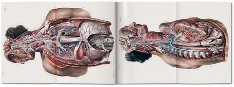 Bourgery. Atlas of Human Anatomy and Surgery (Multilingual Edition) - фото 5