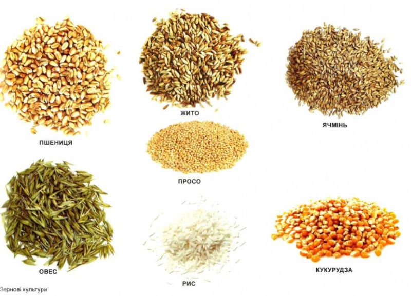 Демонстраційний матеріал Розповімо дітям про хліб 16 фотоілюстрацій + Цікаві ігри для розвитку Ранок - фото 7