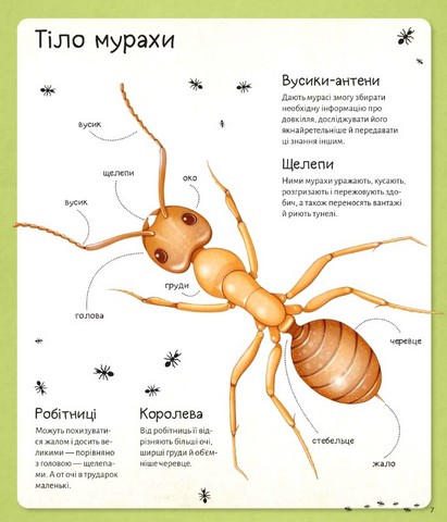 Світ мурах - фото 7