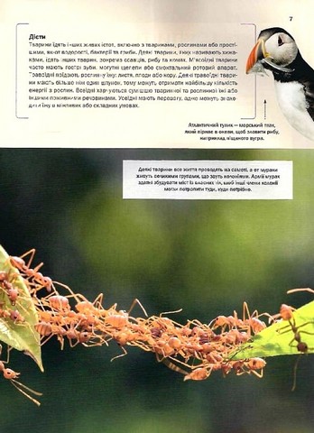 Велика книга тварин - фото 3