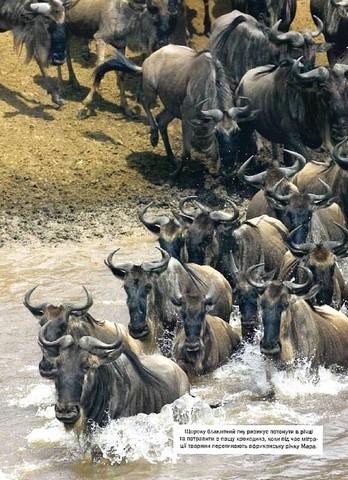 Велика книга тварин - фото 7