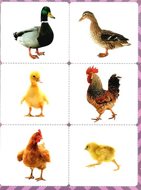 Пограйся з нами і запамятай. Предметні картки - фото 2