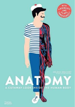 Anatomy. A Cutaway Look Inside the Human Body Anatomy. A Cutaway Look Inside the Human Body
